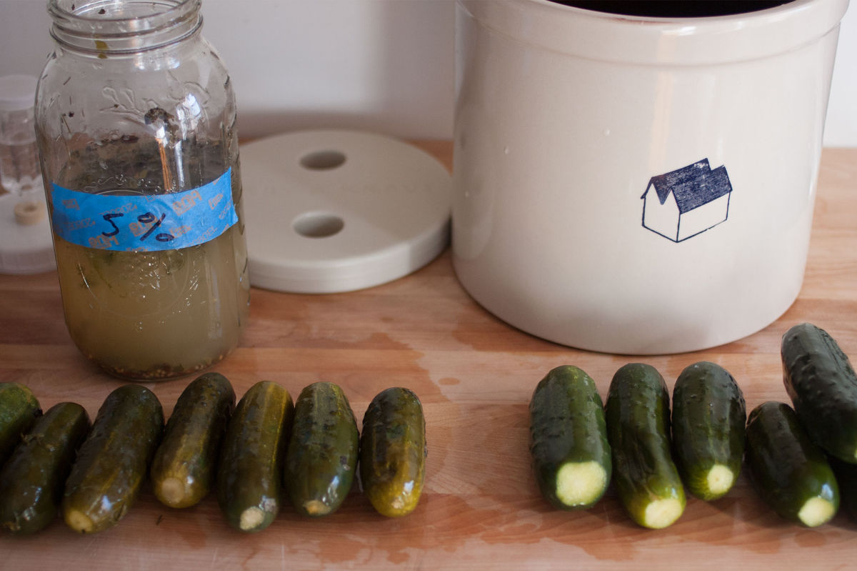 Pickle Log Headtohead pickle test, Day 7 Kirby & Kraut