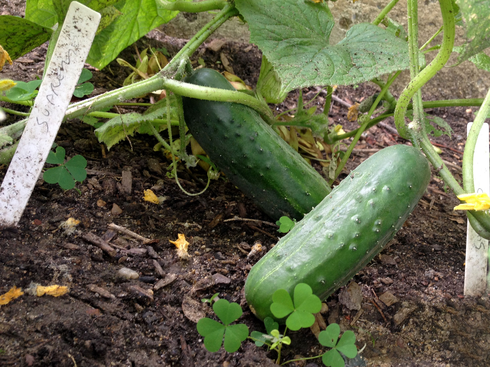 Pickling cucumbers in our garden Kirby & Kraut