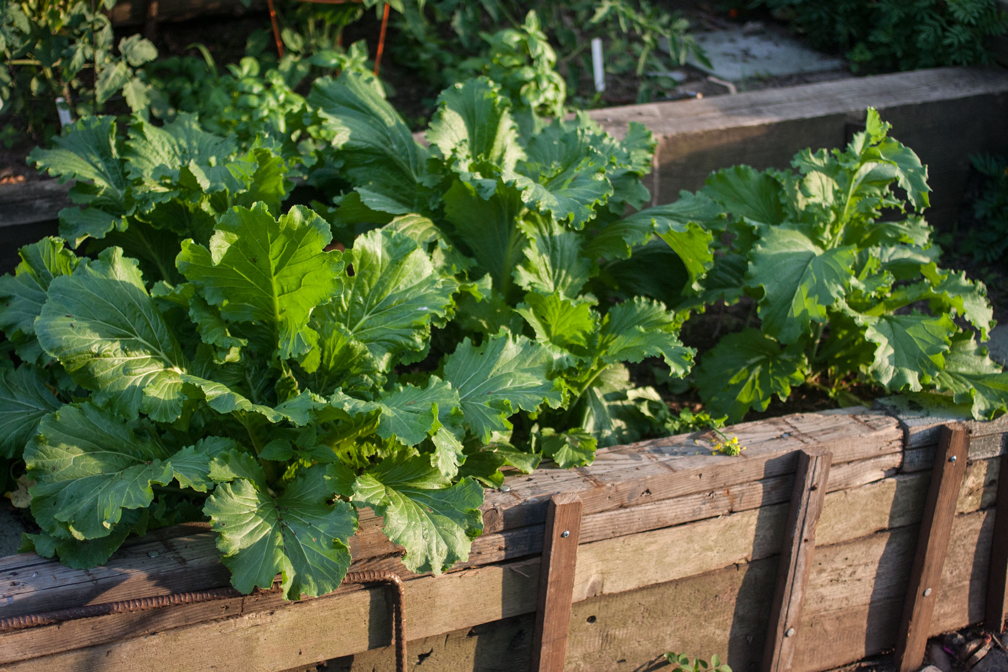 Michihili Chinese Cabbage in the garden Kirby & Kraut