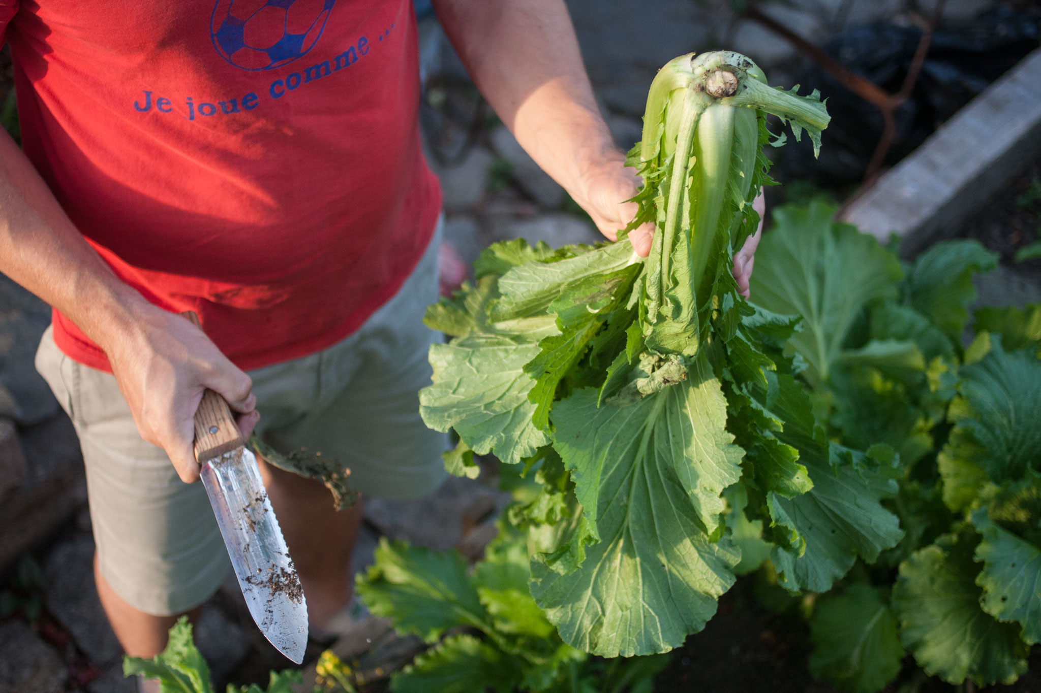 Harvesting Michihili Chinese Cabbage Kirby & Kraut