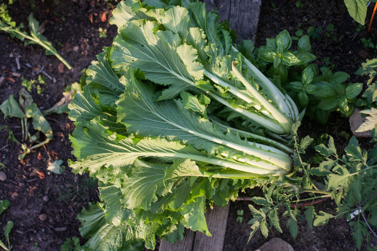 Michihili Chinese Cabbage in the garden