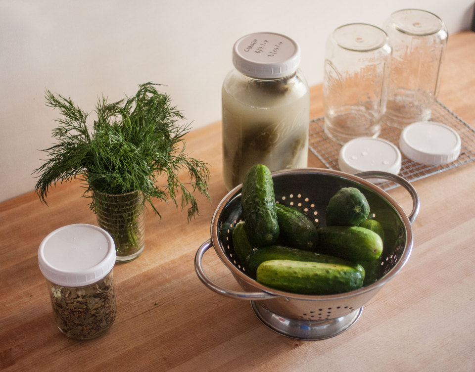 Pickle Log Head to head fermented pickle test priming the brine